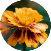 Lutein and Zeaxanthin